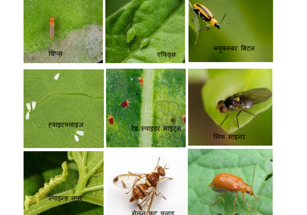 लहरे बालीमा लाग्ने विभिन्न किराहरू